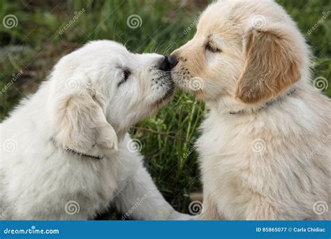 Golden Retriever Puppies Kissing Stock Image Image Of Beautiful