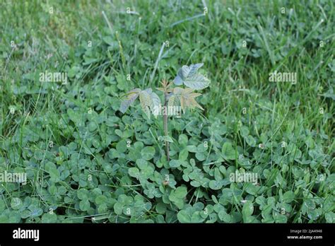 Walnut Seedling Hi Res Stock Photography And Images Alamy