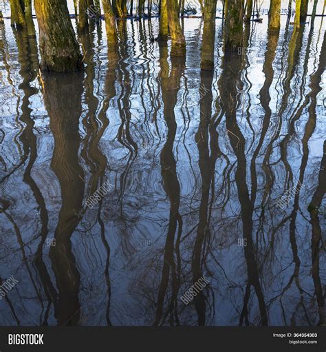 Flooded Trees Image And Photo Free Trial Bigstock