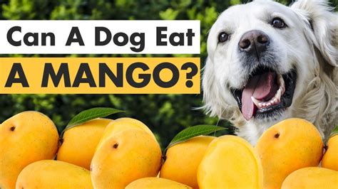 Large quantities of mango fruit can also cause discomfort and an. Can A Dog Eat A Mango - YouTube