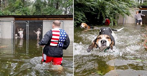Hurricane Florence Hero Volunteer Rescues Six Dogs Abandoned In Cage