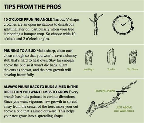 The best time to prune a fruit tree is in late winter or early spring while the tree is still dormant and before new growth begins. 106 best General Information: Fruit Trees and Cider images ...