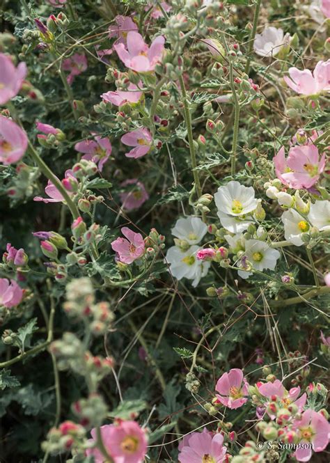 Rosy Apricot Mallow Mallow Pink Petals House Plants
