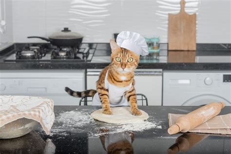 Cat Kneading Why Do Cats Make Biscuits Cornerstone Veterinary