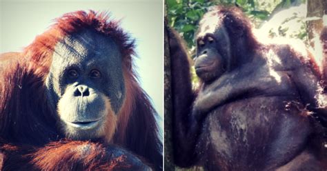 captive orangutan forced to wear makeup and earrings at brothel where customers paid 2 to have
