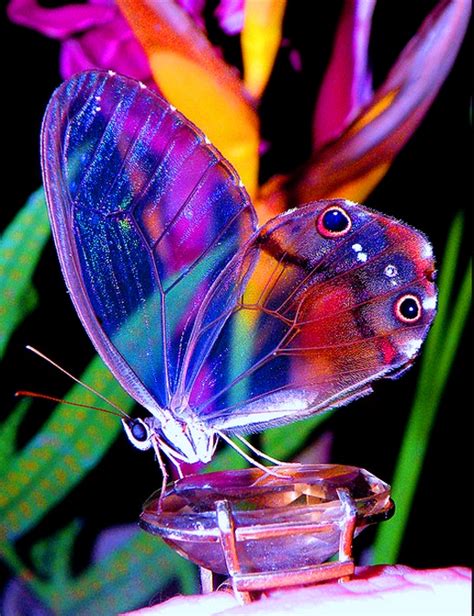 Beautiful Butterflies Butterflies Photo 40145729 Fanpop
