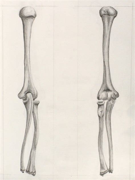 Human Arm Bone Anatomy Bone Human Skeleton Anatomy Human Body Upper