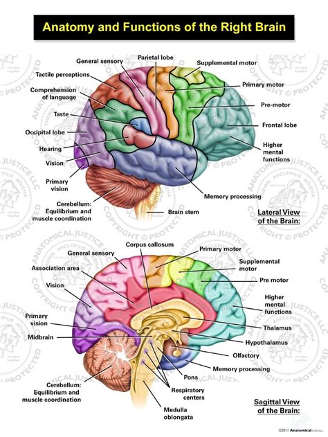 Areas Of Cognitive Brain Function And Global Brain Contusions Brain