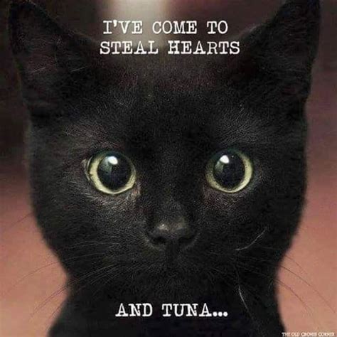 Black Cat Funny Cats Funny Cat Pictures Cute Animals