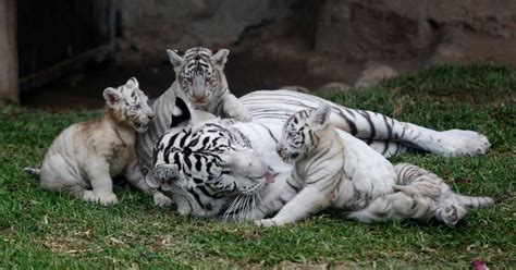 Rare White Tiger Cubs Come Out To Play