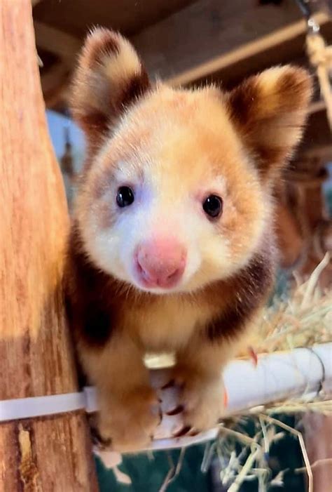 Meet The Cutest Baby In New England Tree Kangaroo Paia