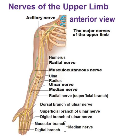 Ulnar Nerve Pathway Ulnar Nerve Median Nerve Peripheral Neuropathy My