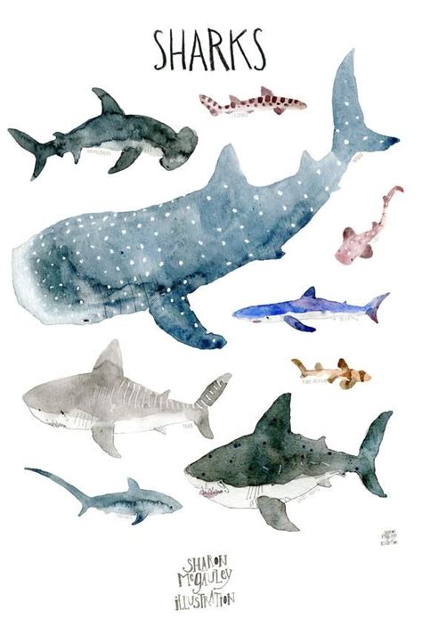 Sharks Animal Art Print Shark Science Poster For Nursery Or Etsy