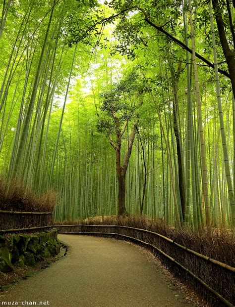 Beautiful bamboo leaves border over white background. Simply beautiful Japanese scenes, Arashiyama bamboo groves