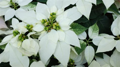 Reinventing The Poinsettia A Classic Christmas Flowers Colorful New