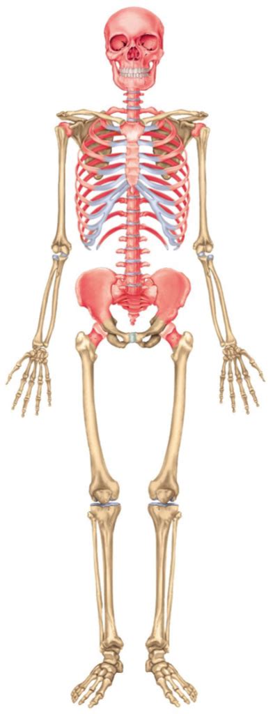 The outer walls of the diaphysis (cortex, cortical bone) are composed of dense and hard compact bone, a form of osseous tissue. Could Your Bone Marrow Health be the Secret to Rejuvenation?