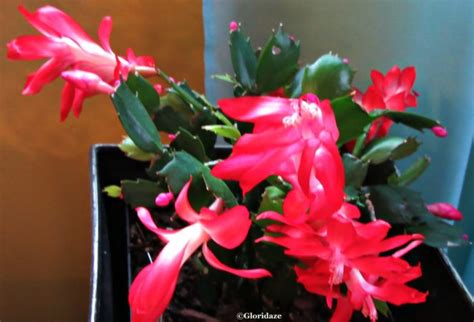 The plant is recognizable by its segmented stem and the brightly colored blooms that appear at the ends of them. Christmas Cactus in Bloom - Virily