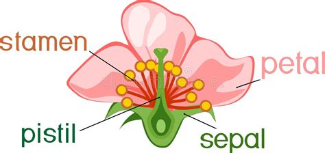 Angiosperm Flower Morphology Stock Vector Illustration Of
