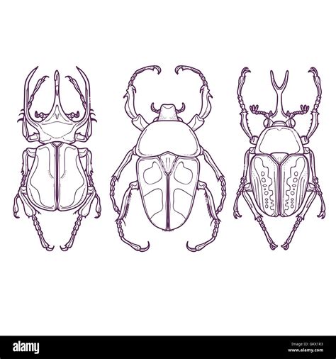 Vector Illustration Of Insects Outline Hand Drawn Set Of 3 Beetle Bugs