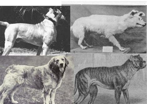 Dog Breeds Which No Longer Exists Page 1