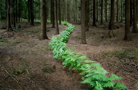 Into The Woods Artist Gently Shapes Forests To Create Artworks Made
