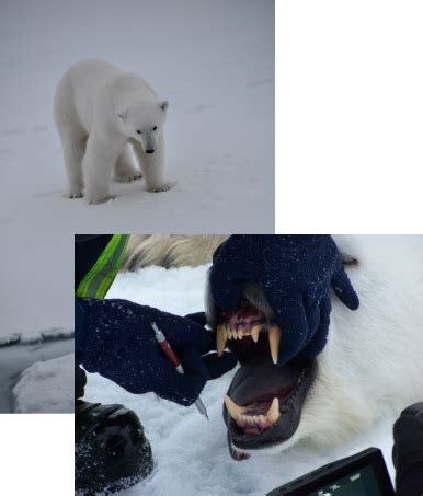 External Description of Polar Bears - The Polar Bear-Sammy See