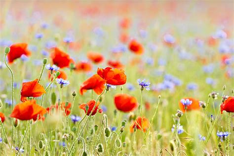 Poppies Cornflowers Stock Photos Pictures And Royalty Free Images Istock