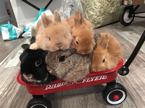 I Dont Think They Can All Fit Into This Cart Anymore Rabbits