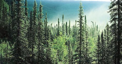 Facts About Boreal Forest ~ Fact Buddies