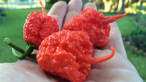 louisiana man s pepper makes world s hottest list