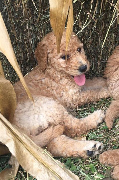 Late 2020 or early 2021 arrival. Goldendoodle Puppies For Sale | Dallas, TX #244739