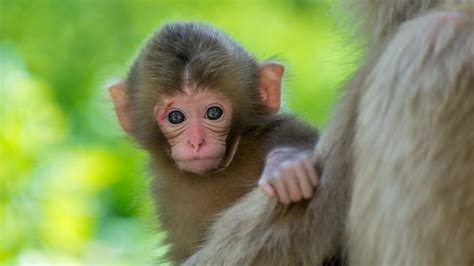 Monkey Wallpapers Hd 59 Images