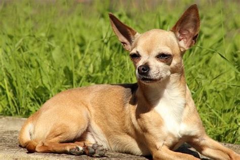 What Are Chihuahuas Known For