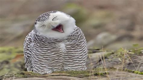 Funny Owls And Cute Owl Sweet Owls In Videos Compilation Youtube