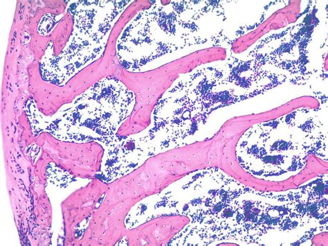 Not only does red marrow produce blood cells. Bone at Oregon Institute of Technology - StudyBlue