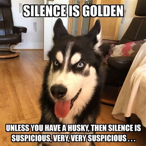 15 Of The Best Siberian Husky Memes Page 2 Of 3 Petpress