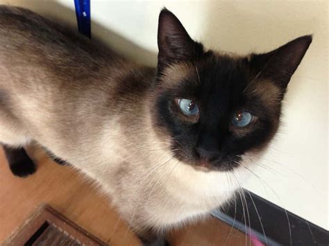 Why Are Some Siamese Cats Cross Eyed British Shorthair