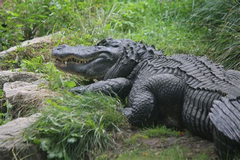 American Alligator Southwicks Zoo