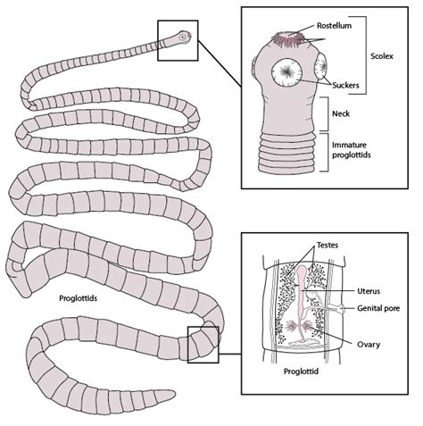 Figure Representative Structure Of A Tapeworm Based On Taenia Solium Msd Manual Professional