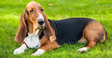 Basset Hound Vs Bloodhound Whats The Difference A Z Animals