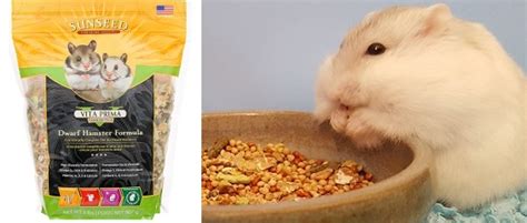 Types Of Campbell Dwarf Hamster Diet Cultureinter