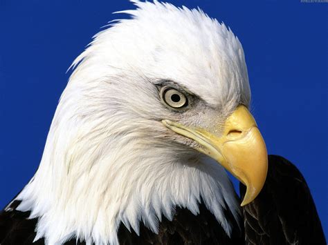 Bald Eagle Headshot Image Free Stock Photo Public Domain Photo