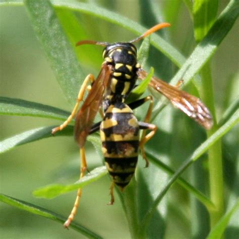 What happens when an australian bull ant and european wasp (vespula germanica) clash?this footage was shot in the kosciuszko national park of australia. European Paper Wasp