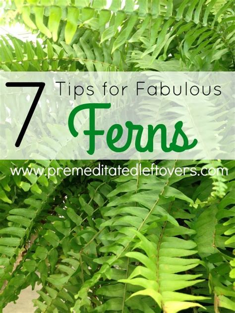 Grow Ferns Indoors A Quick Guide To Adding Greenery To Your Home Artofit
