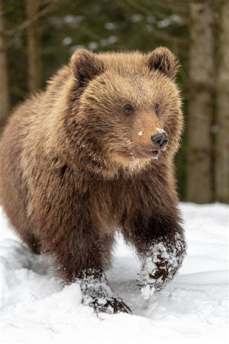 Wild Brown Bear Cub Closeup In Forest Stock Photo Image Of Cold