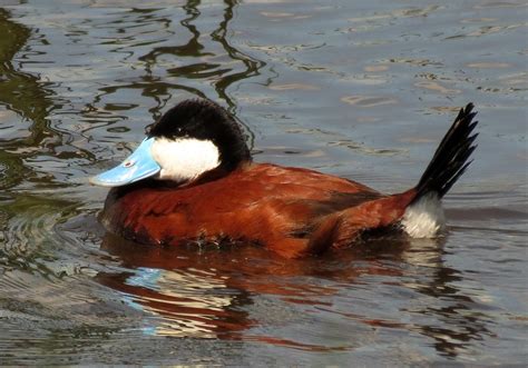 Male Ruddy Duck Male Ruddy Duck At Morris Wetland Manageme Flickr