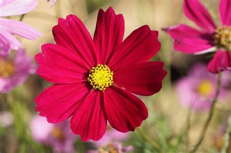 12 Different Types Of Cosmos Flowers Homeporio