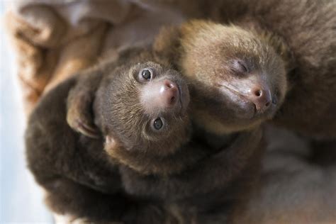Hoffmanns Two Toed Sloth Orphans Hugging Photograph By Suzi Eszterhas