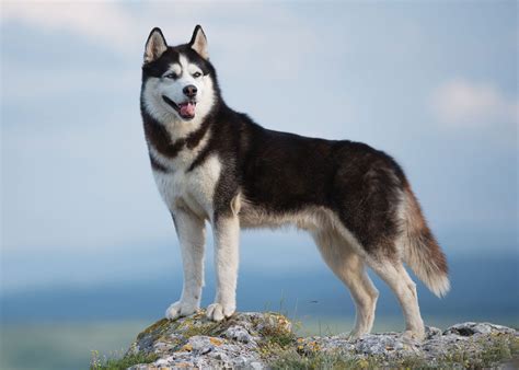 Siberian Husky Characteristics Overview Temperament And Facts