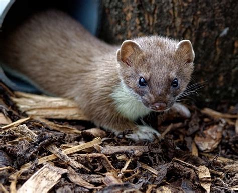 Stoat As A Pet 15 Things You Should Know Before Getting One